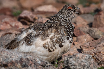 White-tailed Ptarmigan, Mount Evans