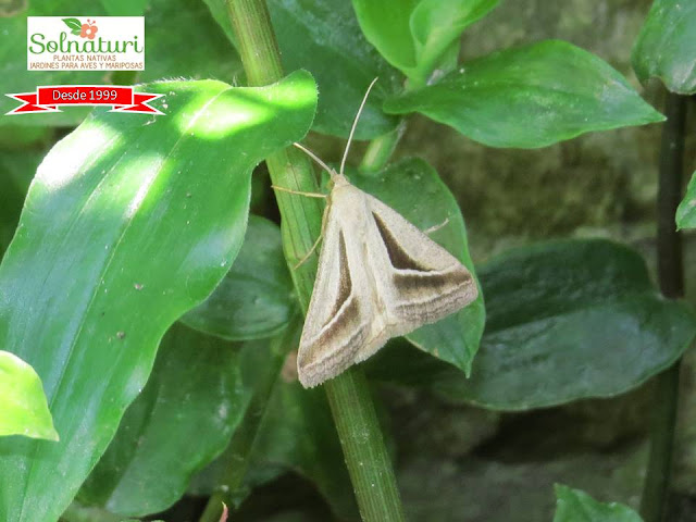 Lepidoptera Trigonodes familia Erebidae en Jardín de Plantas Nativas Solnaturi