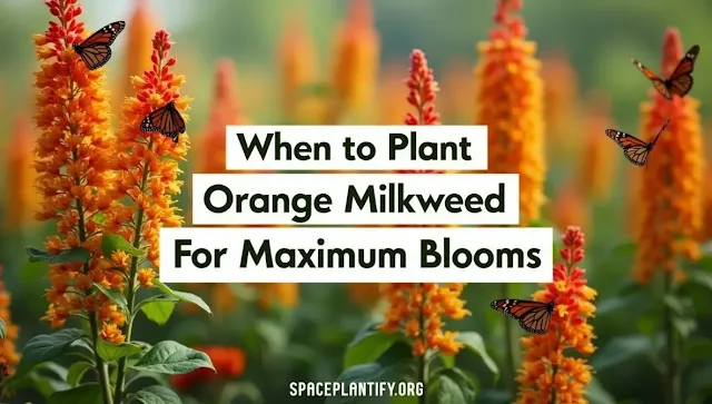 When to Plant Orange Milkweed for Maximum Blooms