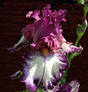 Iris