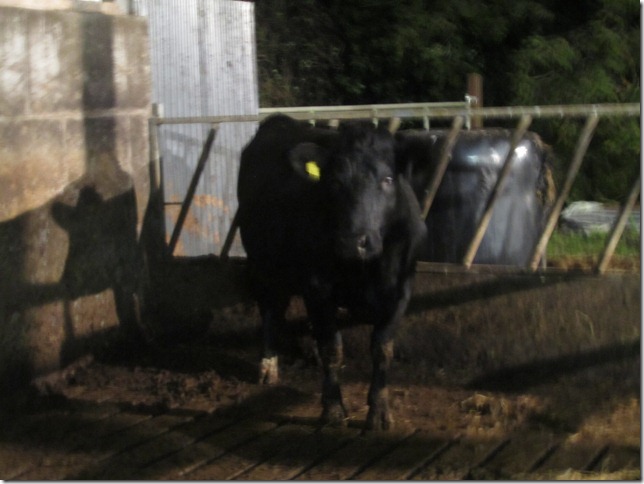 cows 748