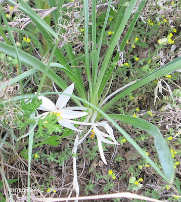 star-lily Leucocrinum montanum