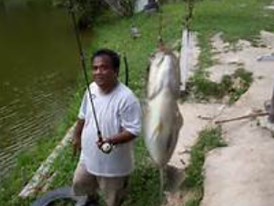 Umpan Jitu Memancing