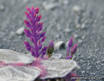 Peana Alien con 'Violeta Saturno'