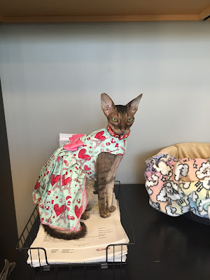 Kely the Cornish Rex at work at Just Cats Clinic