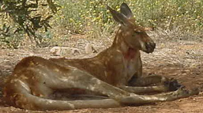 Red Kangaroo