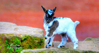 Goat Animals images wallpaper wathsapp status instagram facebook download freeGoat baby,goat images video,goat images for drawing,parpasari goat images,yard goat