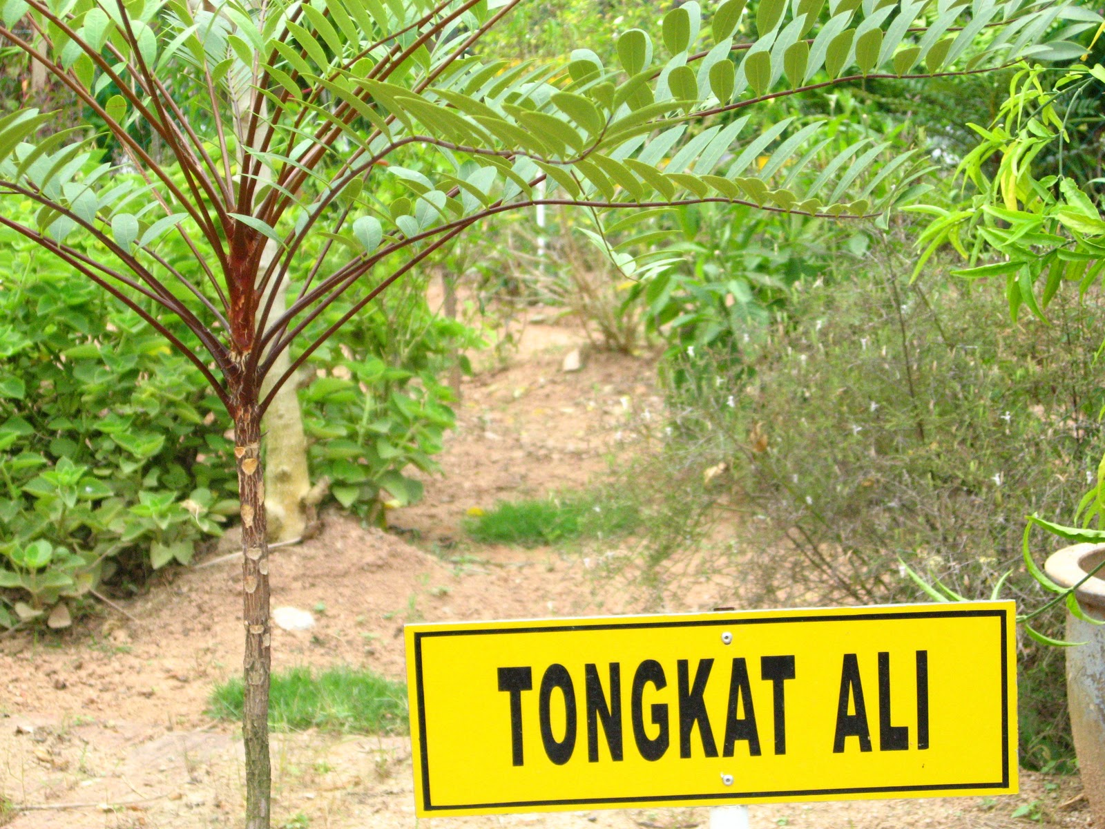 NADI SAINTIS MUDA: KEGUNAAN UBAT-UBATAN TRADISIONAL MALAYSIA