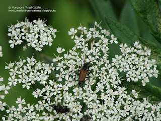 Stenurella (Stenurella) melanura male DSC07543