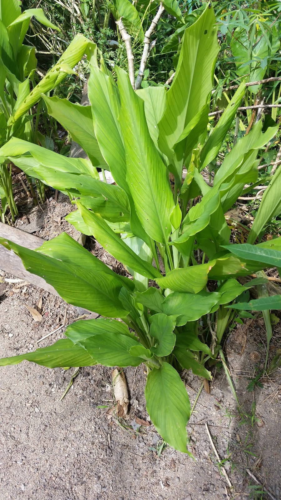 Warisan Petani Pokok  Kunyit 