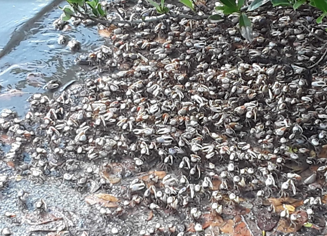 Canaveral National Seashore Playalinda Beach Fiddler Crabs