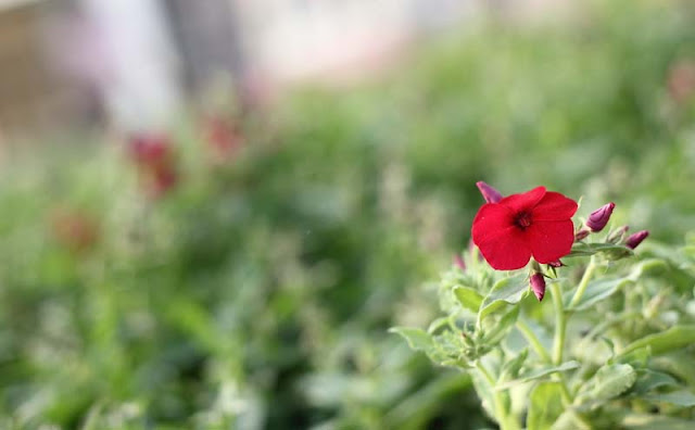 Phlox Flowers Pictures