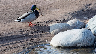 germano reale maschio sulle sabbie lasciate dall'Avisio nell'alveo dopo un abbassamento del livello del torrente