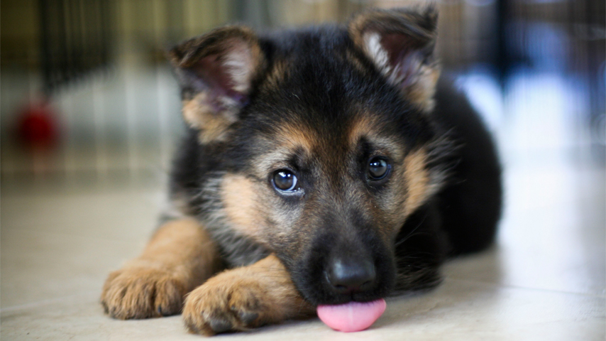 How To Identify The Purity Of The German Shepherd Puppy 5 Ways