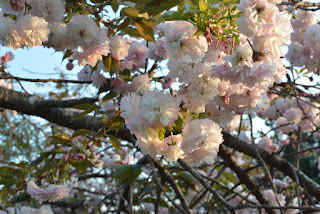 静峰ふるさと公園八重桜まつり