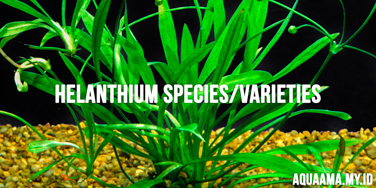 helanthium species varieties