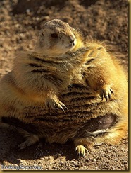 Fat-Animals