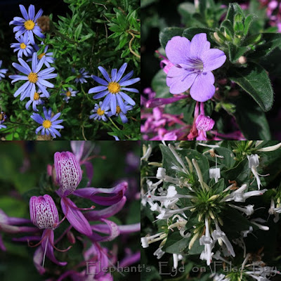 Purple garden flowers in April