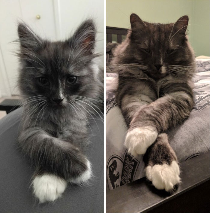 Amazing Transformations From Kitten To Cat