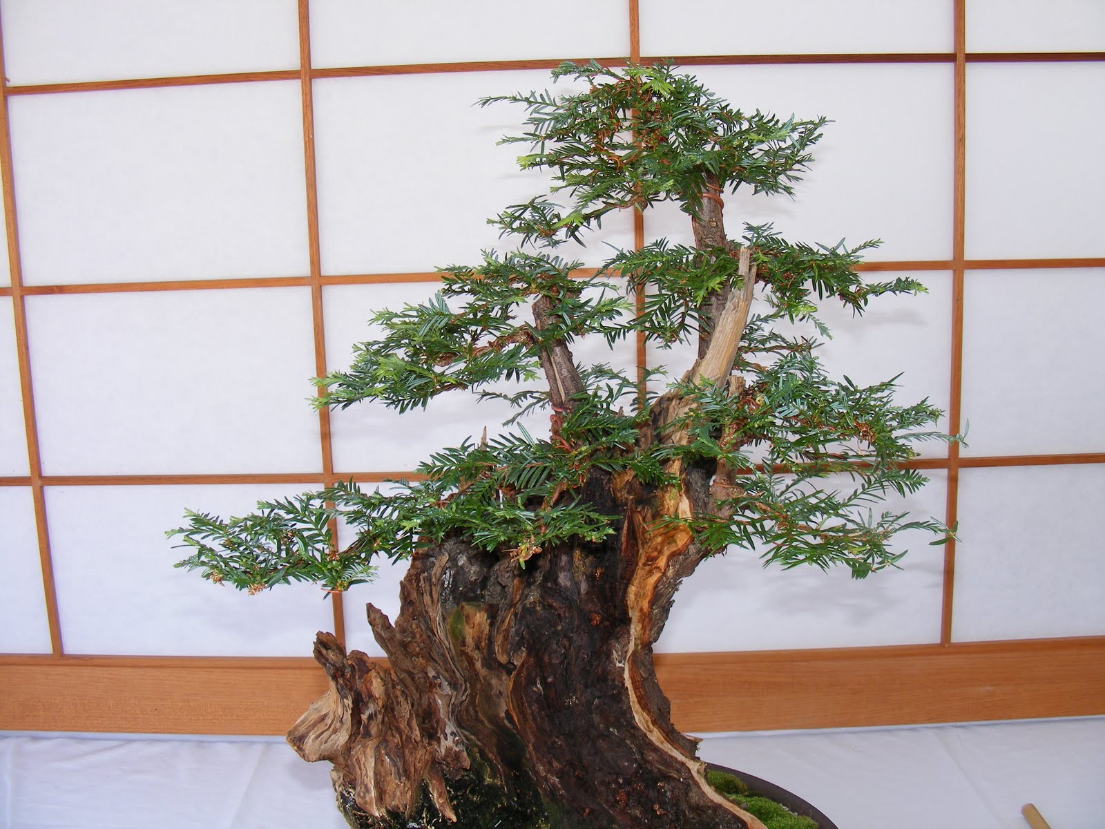 Musings by Dr. Pegler: Bonsai as spiritual lesson