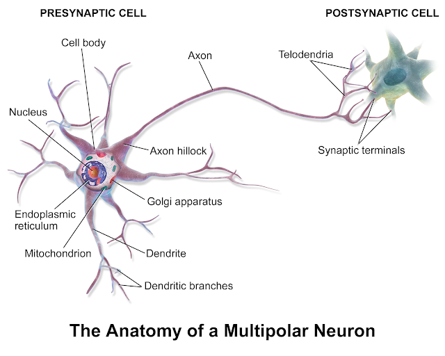 sel neuron pada manusia