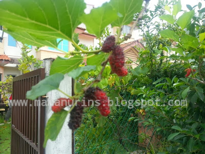 Mulberry Berbuah Lebat