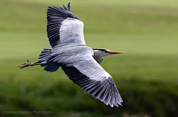 Grey Heron  in Flight at Woodbridge Island