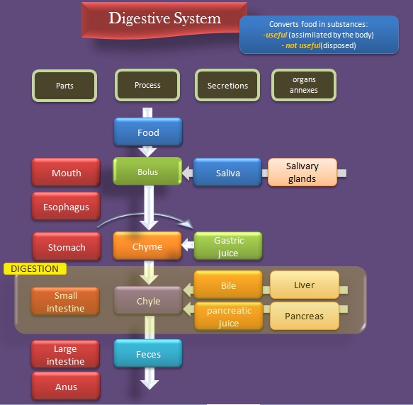digestive system diagram and functions. digestive system diagram and