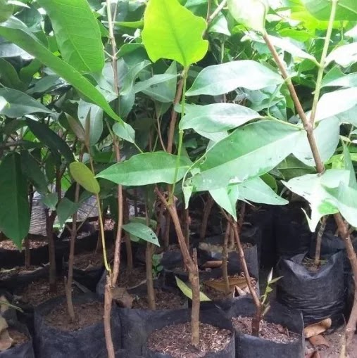 bibit pohon jambu bajangleang solusi tanaman masa kini Jawa Timur
