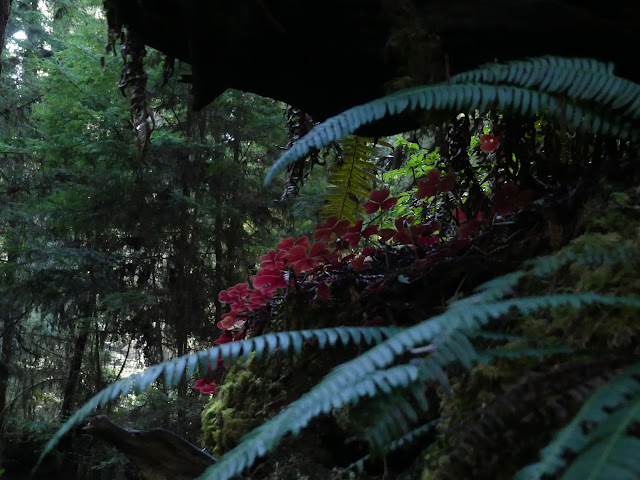 redwood sorrel on redwood roots