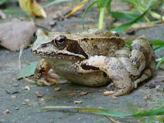 Rana dalmatina DSC45210