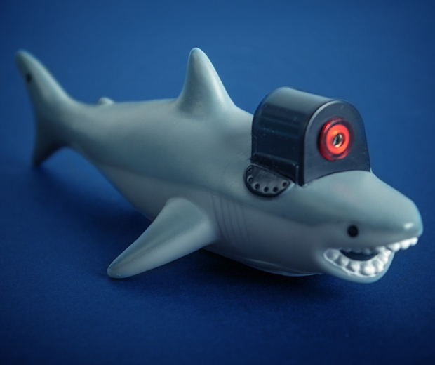 Shark With Frikin Laser Beam