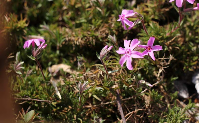 Phlox Subulata Flowers