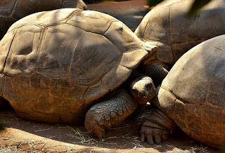 Galapagos Turtle