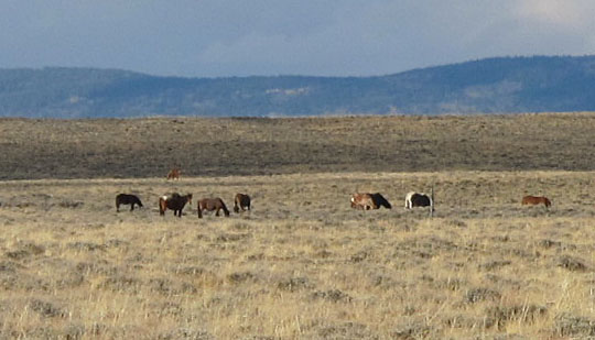 Horses Running Free. wild horses running free.