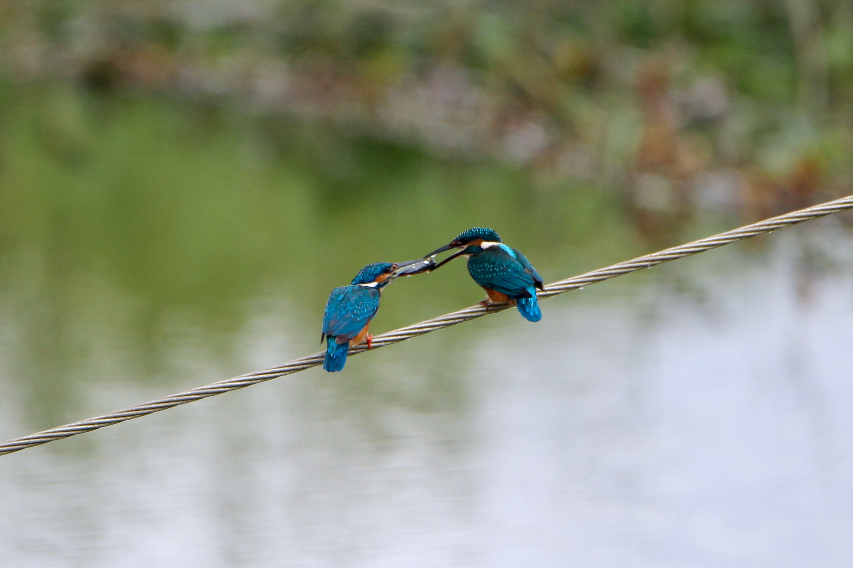 Common kingfisher high resolution images free