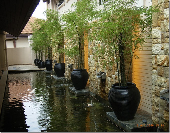 Modern décor with Exotic bamboo - Passionate gardener
