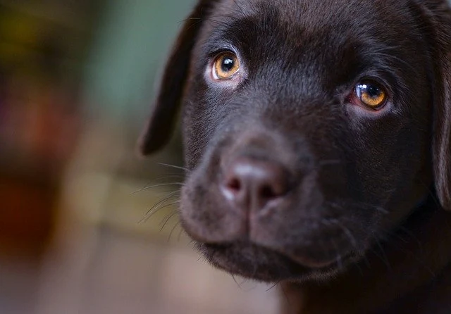  Labrador Retriever