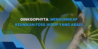 Ginkgophyta