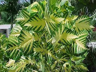 Eritrina-verde-amarela-Erythrina-variegata-Brasileirinho-Eritrina-Eritrina-bicolor-Eritrina-variegada