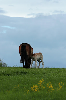 農用（輓系）馬の親子 ≪Ban'ei horse≫ drafthorse