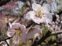 一重の淡桃色の梅。