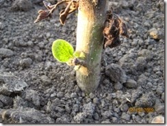 clip_image019
