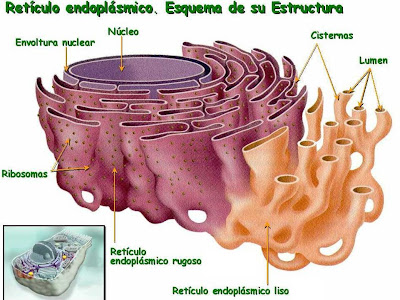 Resultado de imagen para reticulo endoplasmÃ¡tico liso