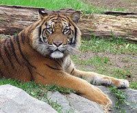 harimau sumatera