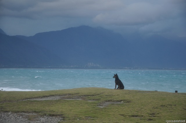 Dog at 7 Star Lake