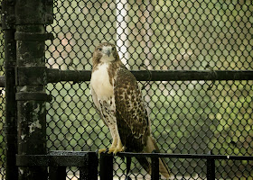 Tompkins Square hawk Fledgling #3 perches on a fence.