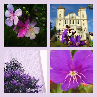 Floração da Quaresmeira (Tibouchina granulosa)