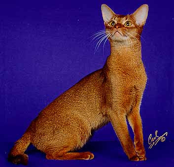 Encyclopedia of Cats Breed: Red Abyssinian Cat | Sorrel or Cinnamon