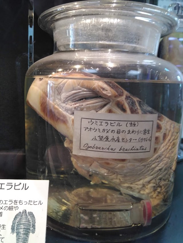 Entre la medicina i l'horror: Meguro Parasitological Museum (Tòquio)